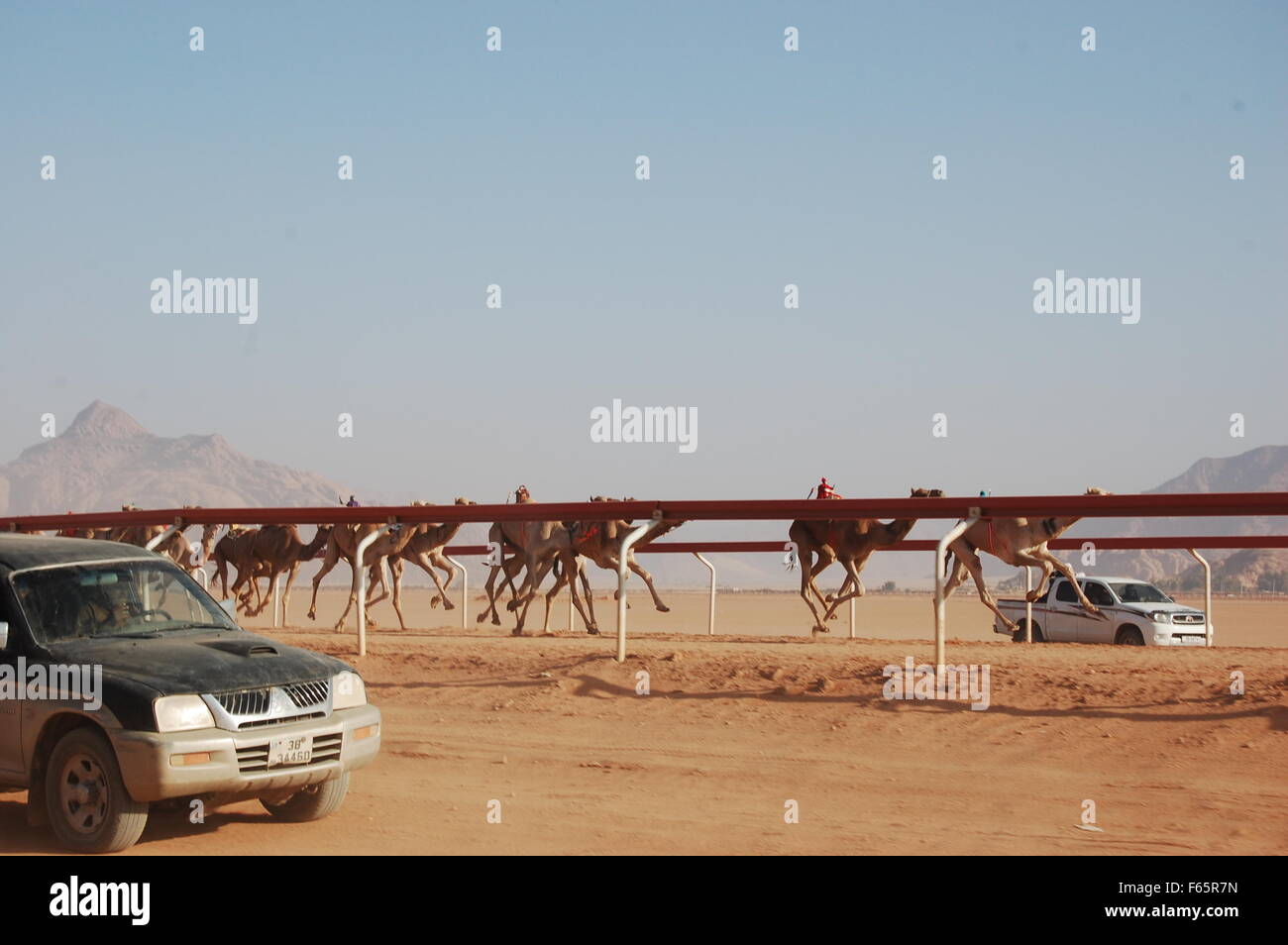 Kamelrennen in Wadi Rum, Jordanien Stockfoto