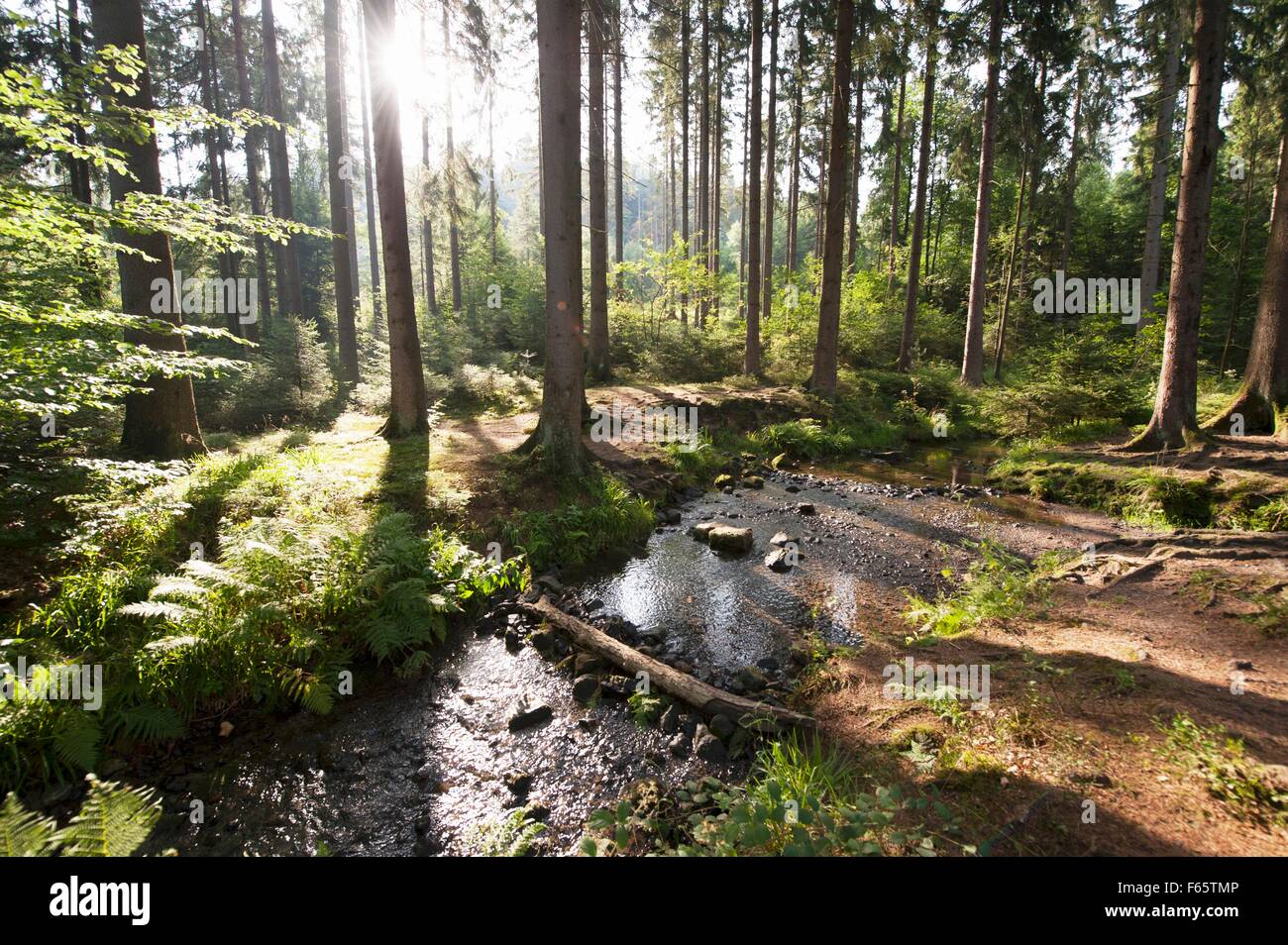 Teil des Silberbachthal, Hermannsweg, Ostwestfalen, Teutoburger Wald Stockfoto
