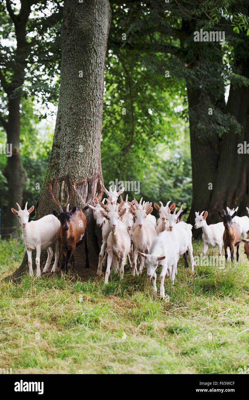 Kinder in der Schaukäserei Horn in Drehbach Stockfoto