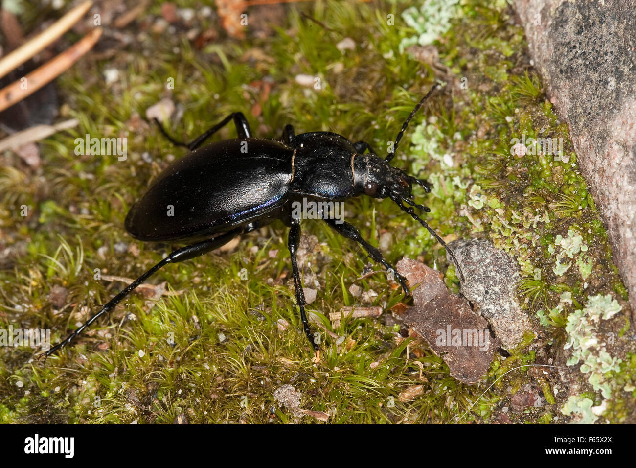 Violette Boden Käfer, Goldleiste, Purpur-Laufkäfer, Purpurlaufkäfer, Laufkäfer, Carabus violaceus Stockfoto