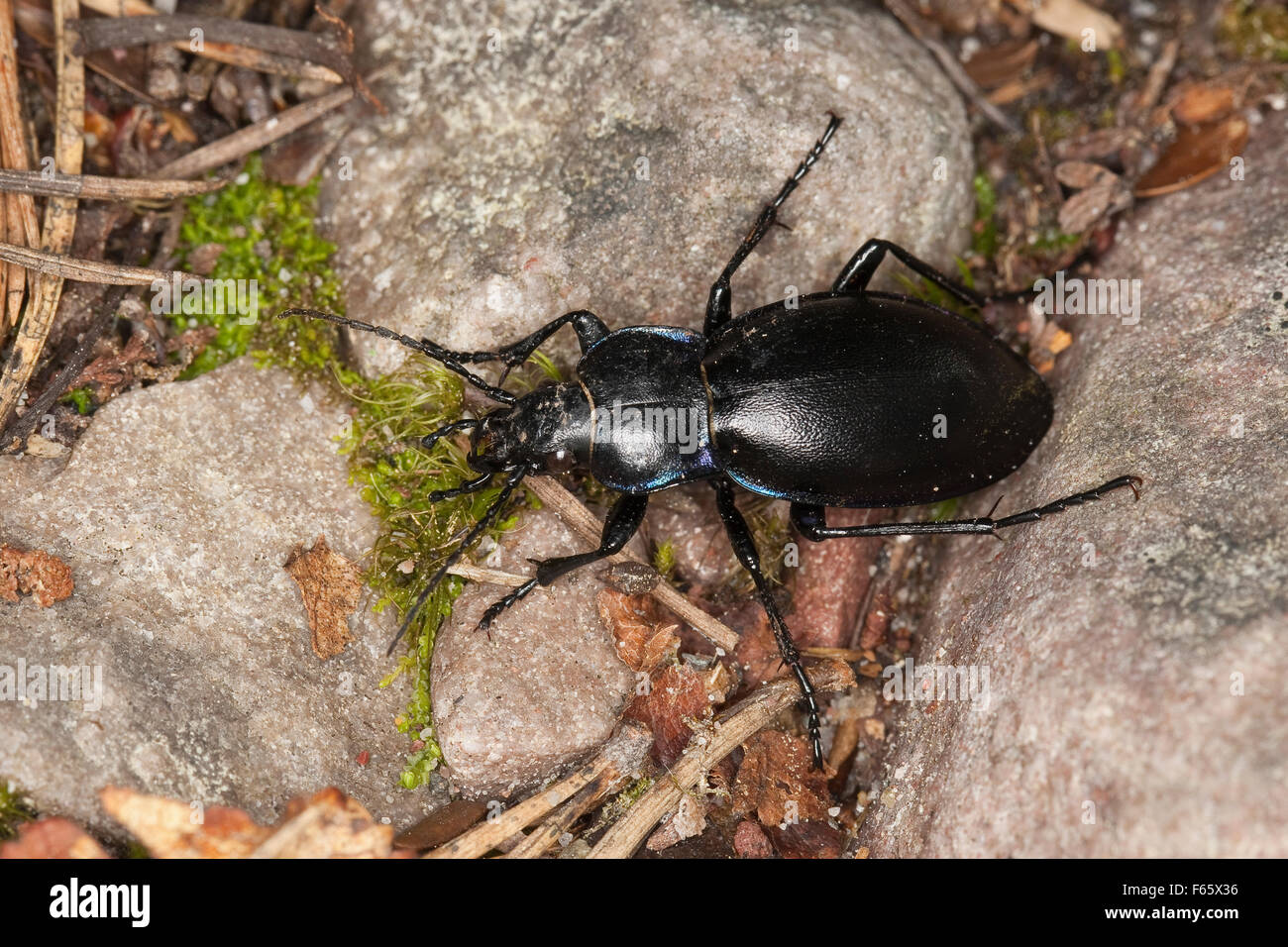 Violette Boden Käfer, Goldleiste, Purpur-Laufkäfer, Purpurlaufkäfer, Laufkäfer, Carabus violaceus Stockfoto