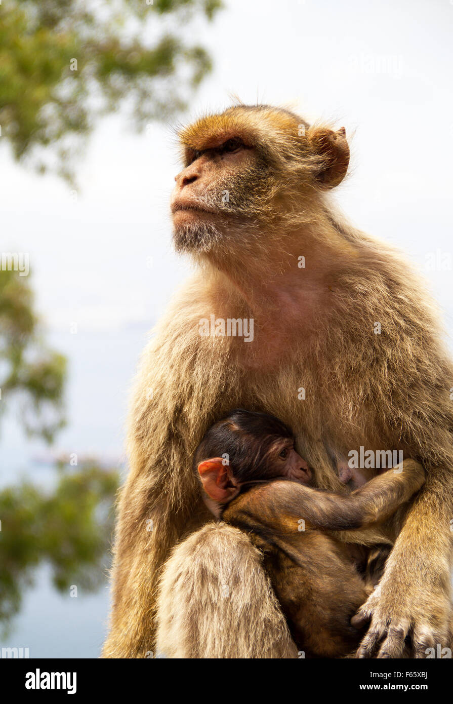 Affe Mutter mit ihrem Baby in ihren Armen Stockfoto