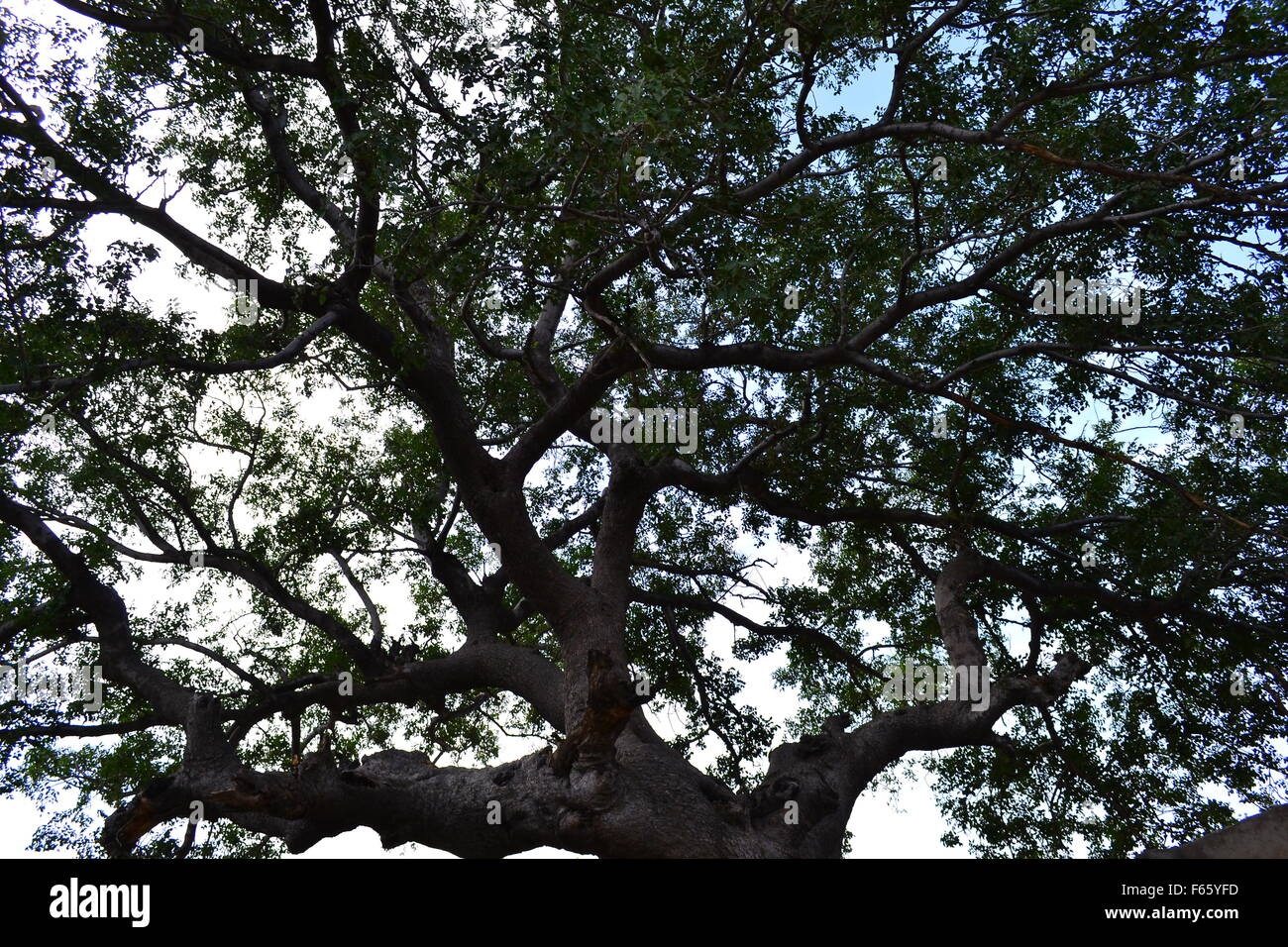 Afrikanischen Baum gegen den Himmel Stockfoto