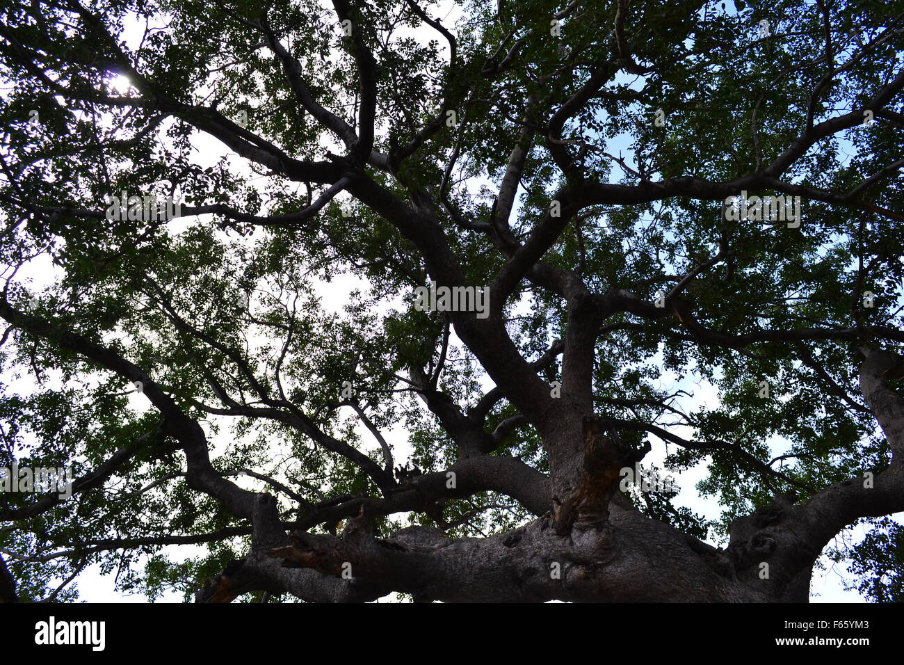 Afrikanischen Baum gegen den Himmel Stockfoto