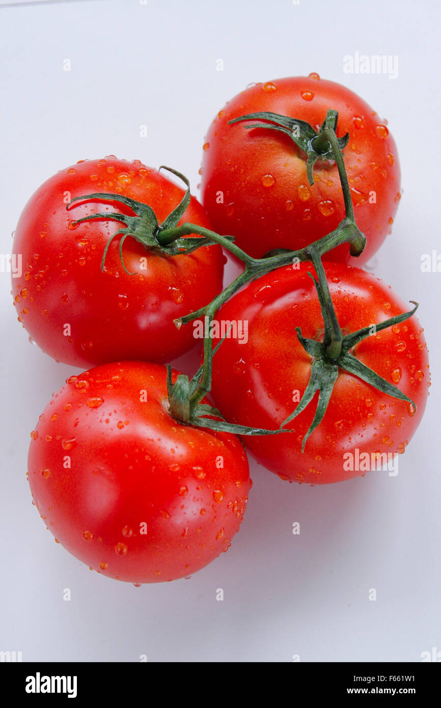 Vined, reife Tomaten, Tautropfen, Schuß von oben auf Weiß. Stockfoto