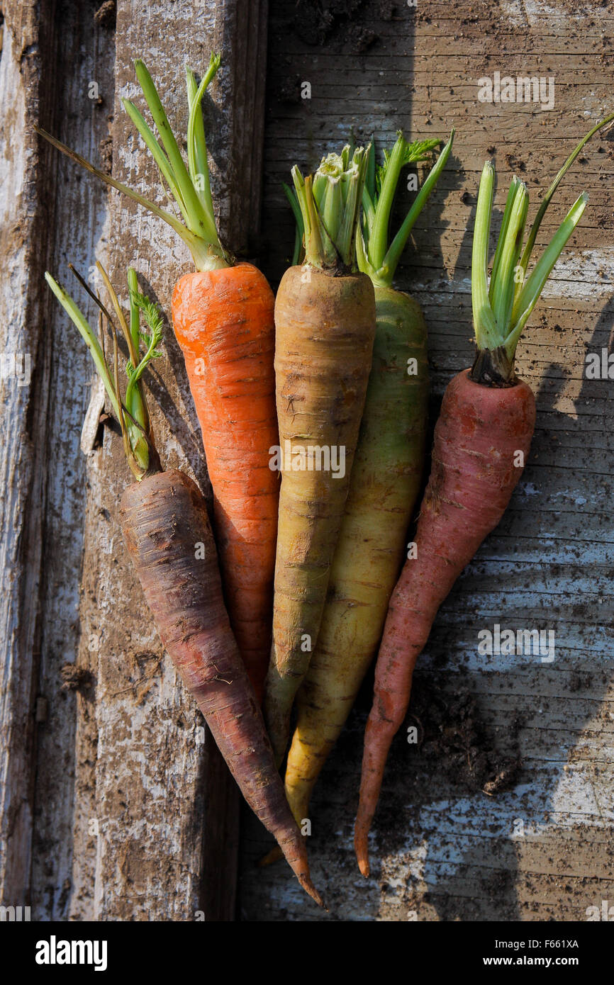 Vielfältige, bunte Karotten, organische auf Holz Hintergrund mit Erde zerstreut, an der Goldenen Stunde shot Stockfoto