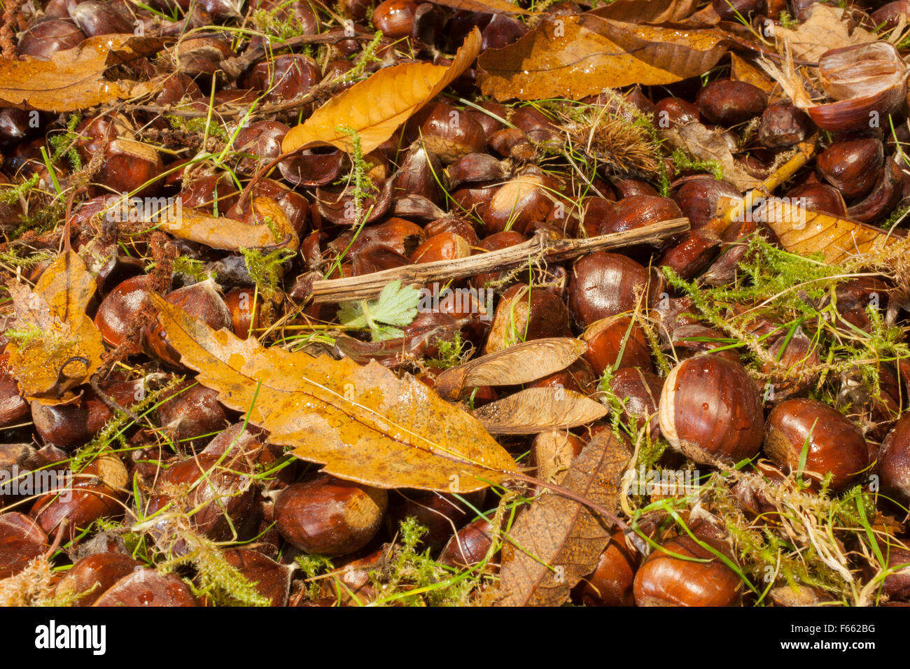 Süße Kastanien Stockfoto