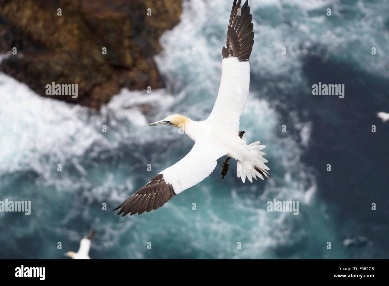 Erwachsenen Basstölpel, fliegen über das Meer und die Klippen, Hermaness, Shetland Islands, Schottland, Großbritannien Stockfoto