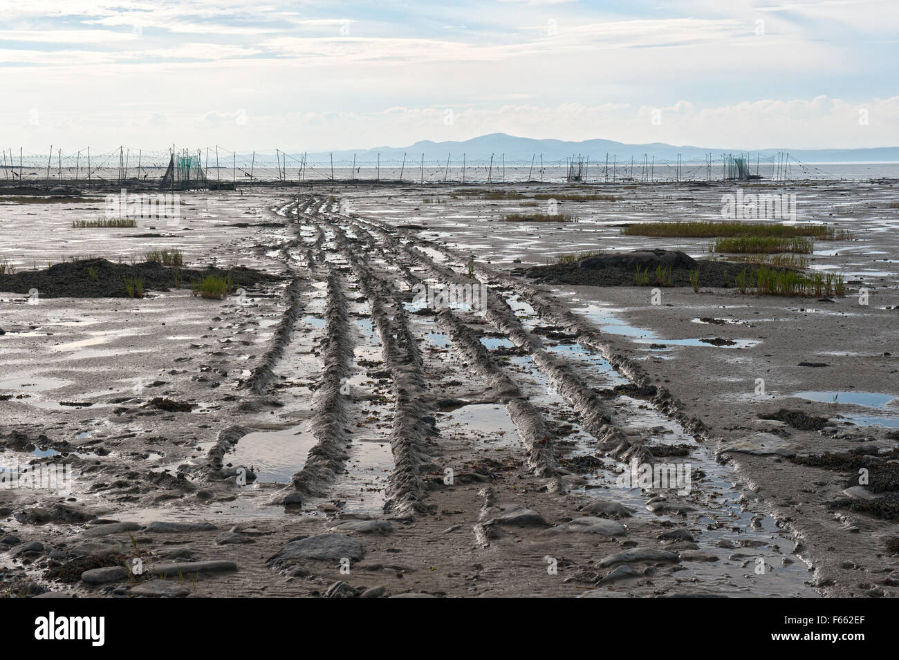 Reifenspuren im Sand, führt zu eine Aal-Falle in den St. Lawrence River in der Nähe von Kamouraska, Provinz Quebec eingerichtet. Stockfoto
