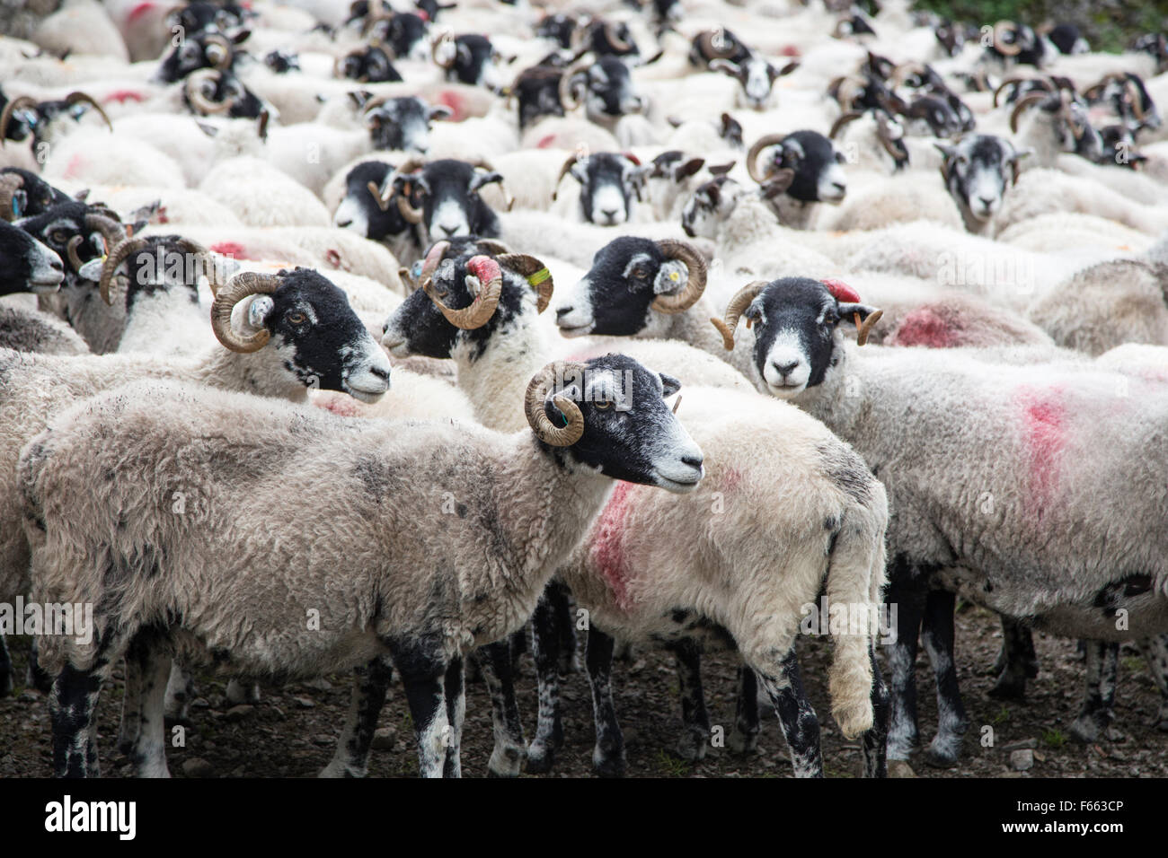 Swaledale Schafen, North Yorkshire, England, UK Stockfoto