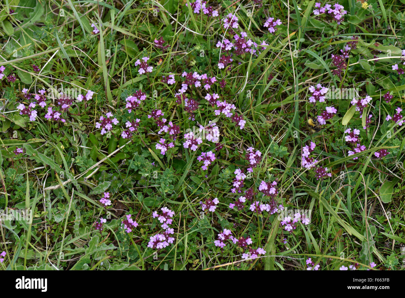 Wilder Thymian, Thymus Serpyllum, Blüte kurz Downland Grünland, Berkshire, Juni Stockfoto