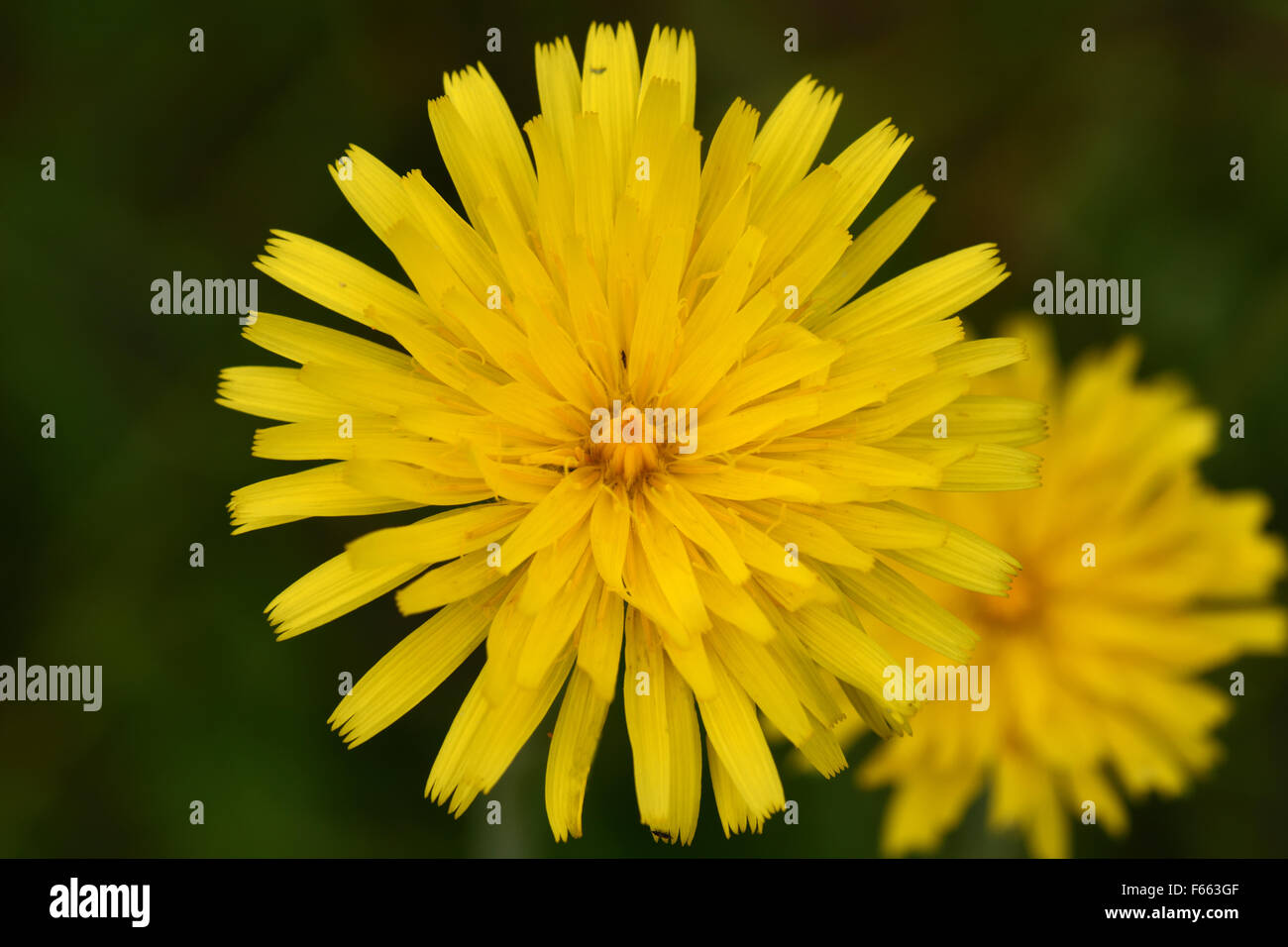 Gelbe zusammengesetzte Blume von smooth Hawksbeard, Crepis Capillaris, Berkshire, Juni Stockfoto