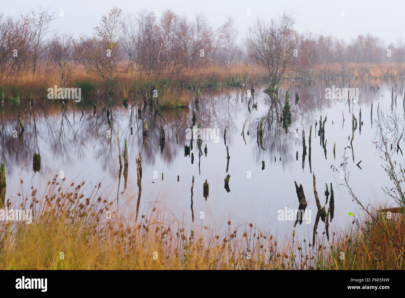 Wiedervernässt Marsh, Bargerveen, Drenthe, Niederlande Stockfoto