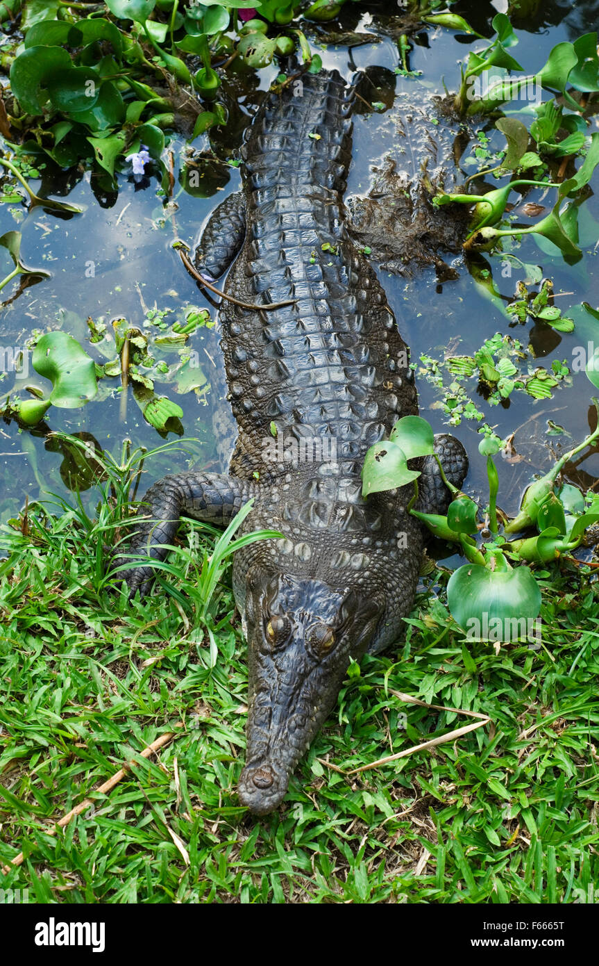 Amerikanisches Krokodil (Crocodylus Acutus) Wasser und am Ufer kriechen Stockfoto