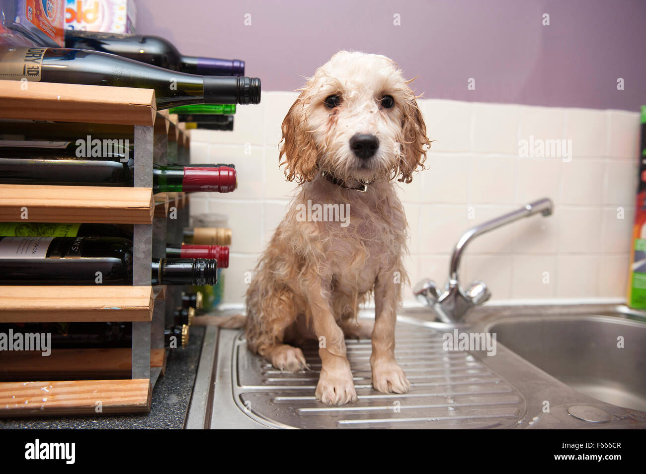 Eine verlassene und verwahrloster Hund nach dem Waschen in ein Edelstahl-Waschbecken. Stockfoto