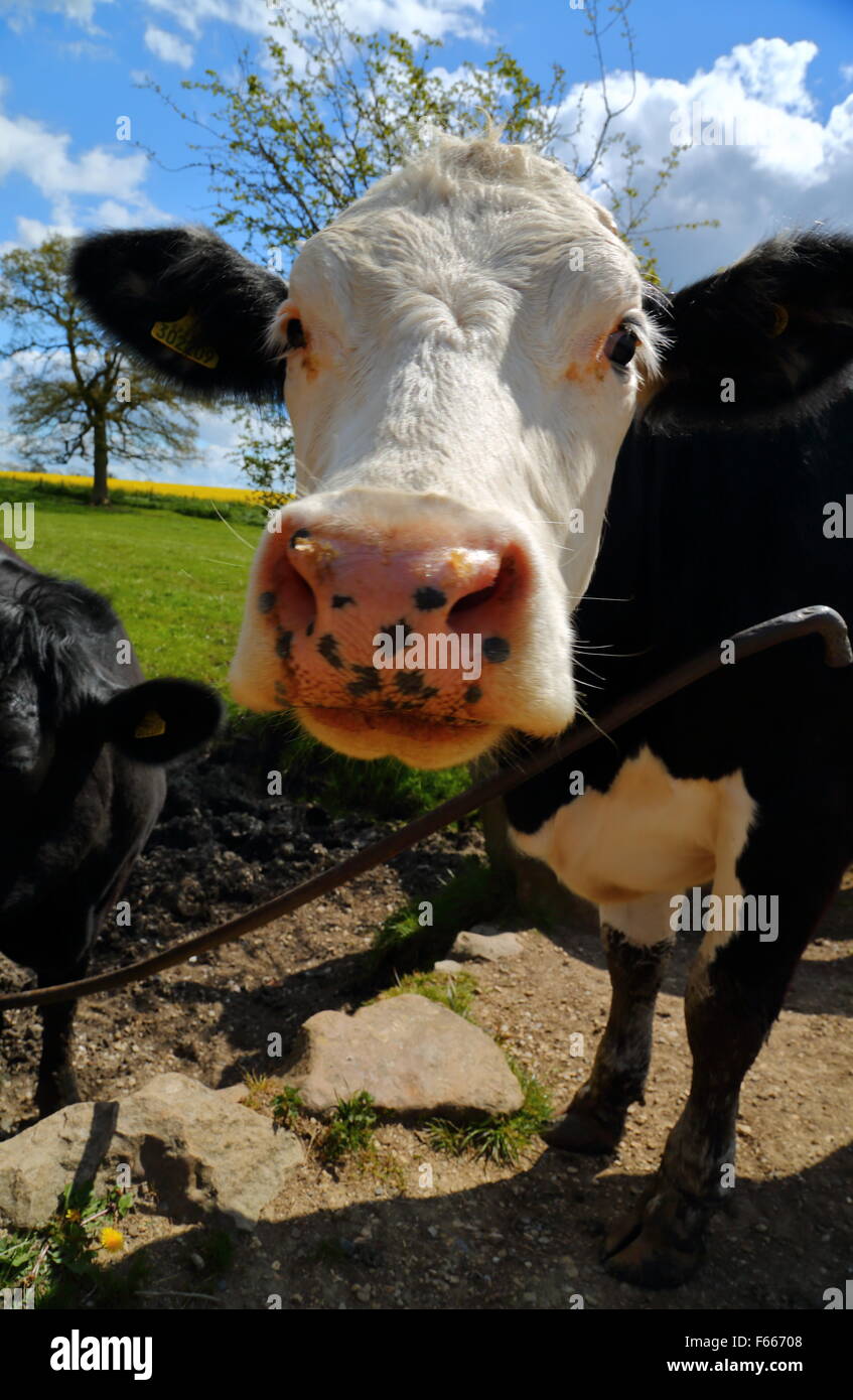 Neugierige Kuh in Wiltshire an einem sonnigen Tag Stockfoto