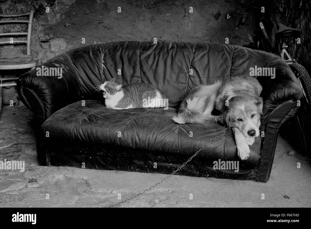 Katze und Hund auf ein altes sofa Stockfoto