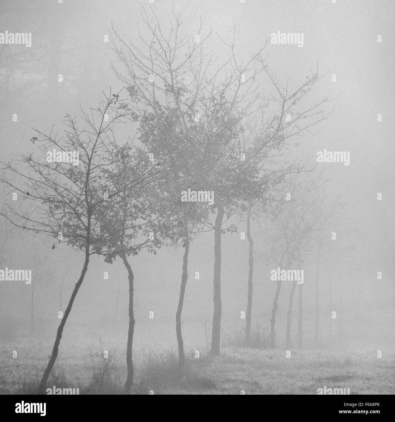 Einsamer Baum in der Landschaft, nebligen Tag Stockfoto