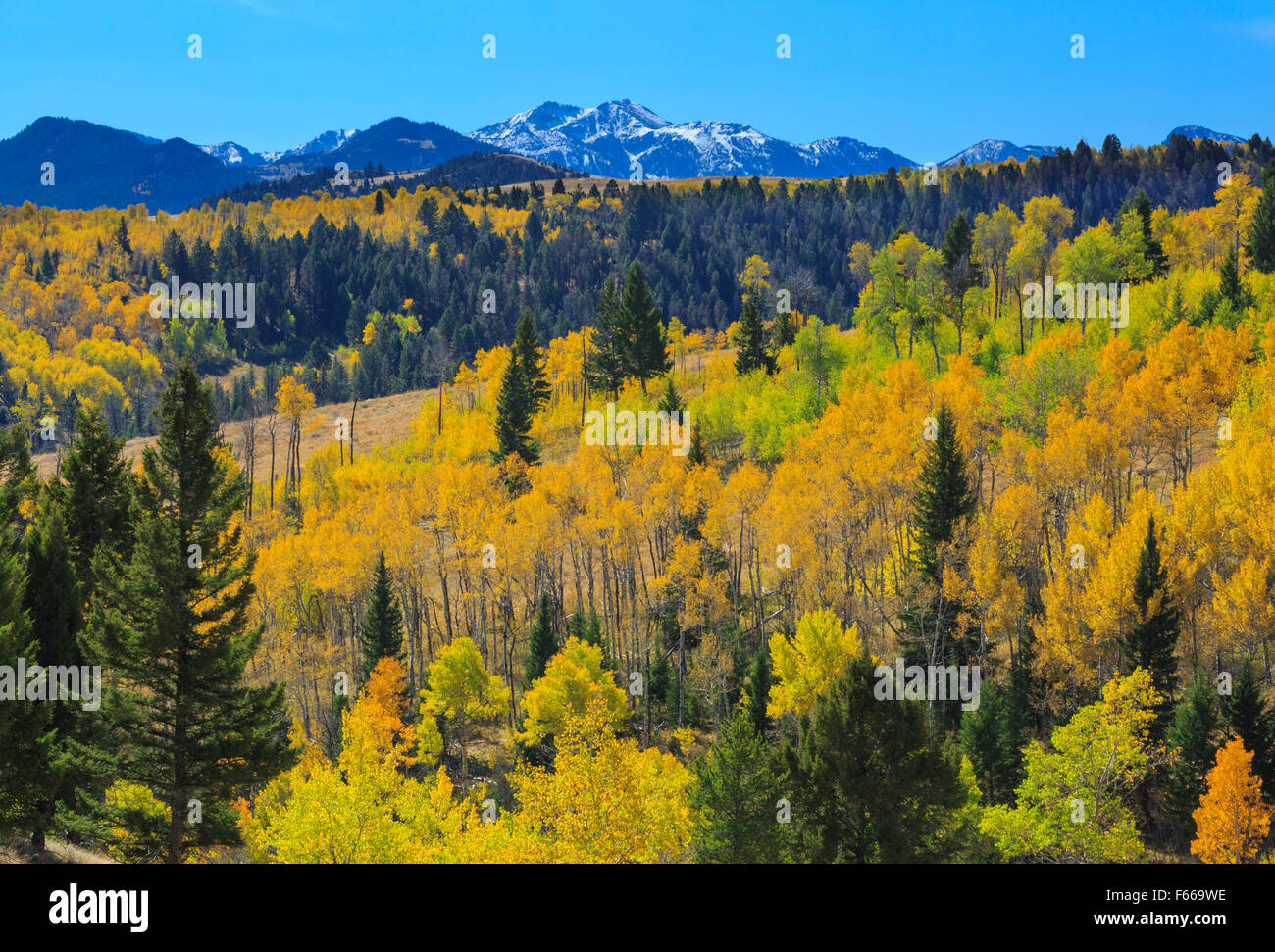 Herbst Aspen im Bereich von kiesigen des südwestlichen Montana und Mount Jefferson der centennial Berge in der Ferne Stockfoto
