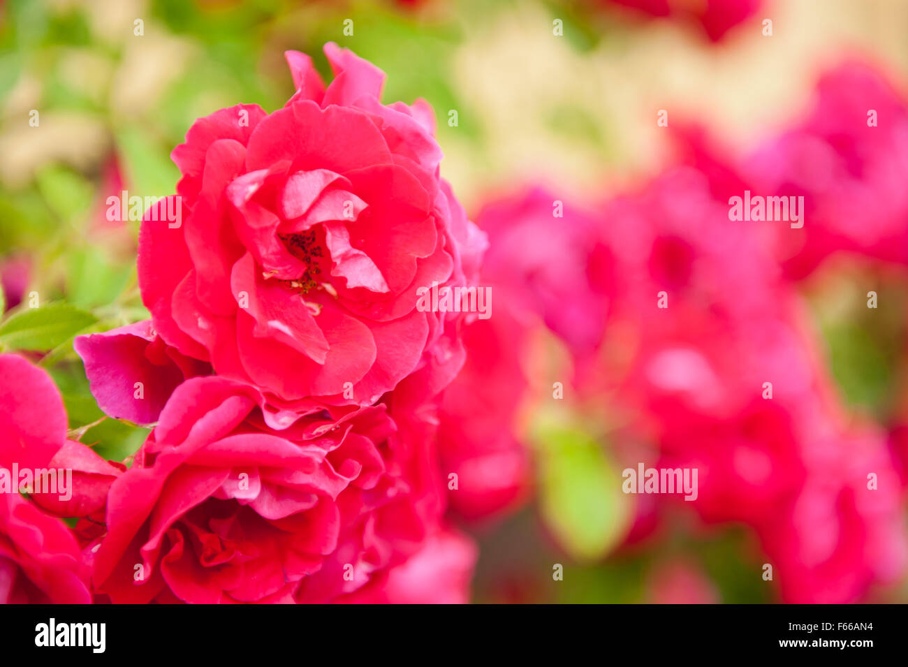 Rote Rosen Blumen Makro, sommergrüne Staude in der Rosengewächse, Familie, duftende Pflanzen in Polen, Europa, Blüte wachsen, Blüte... Stockfoto