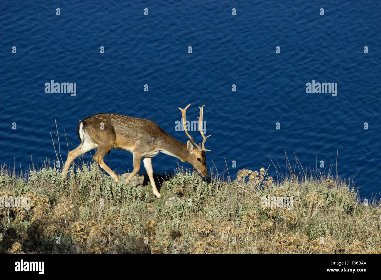 Hirsch mit Geweih, Damwild, SP. Dama Dama, Fütterung von der Vegetation auf Myrinas Burg gegen Blau des Meeres. Limnos, Griechenland Stockfoto