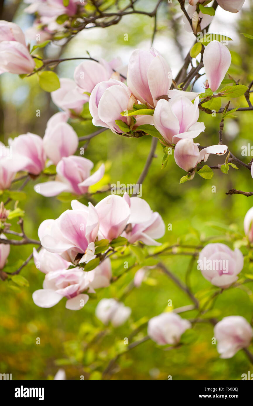 Magnolia rosa Ausblühungen, Magnoliaceae Familie, blühende Pflanze wachsen im frühen Frühling in Polen, Zweige mit rosa neue... Stockfoto