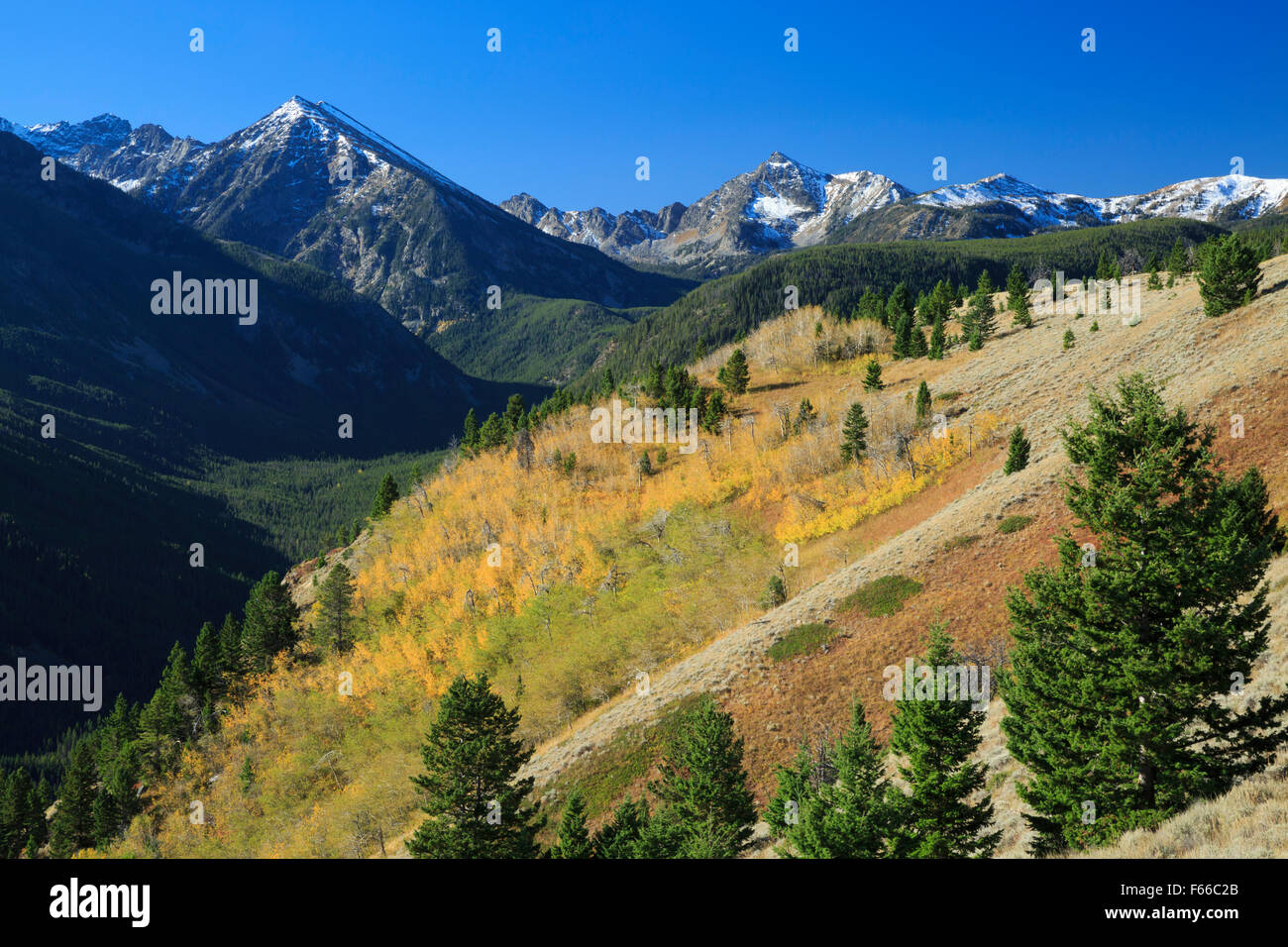 Herbstfarben unter den spanischen Gipfeln der madison Range in der lee metcalf Wildnis nahe gallatin Gateway, montana Stockfoto