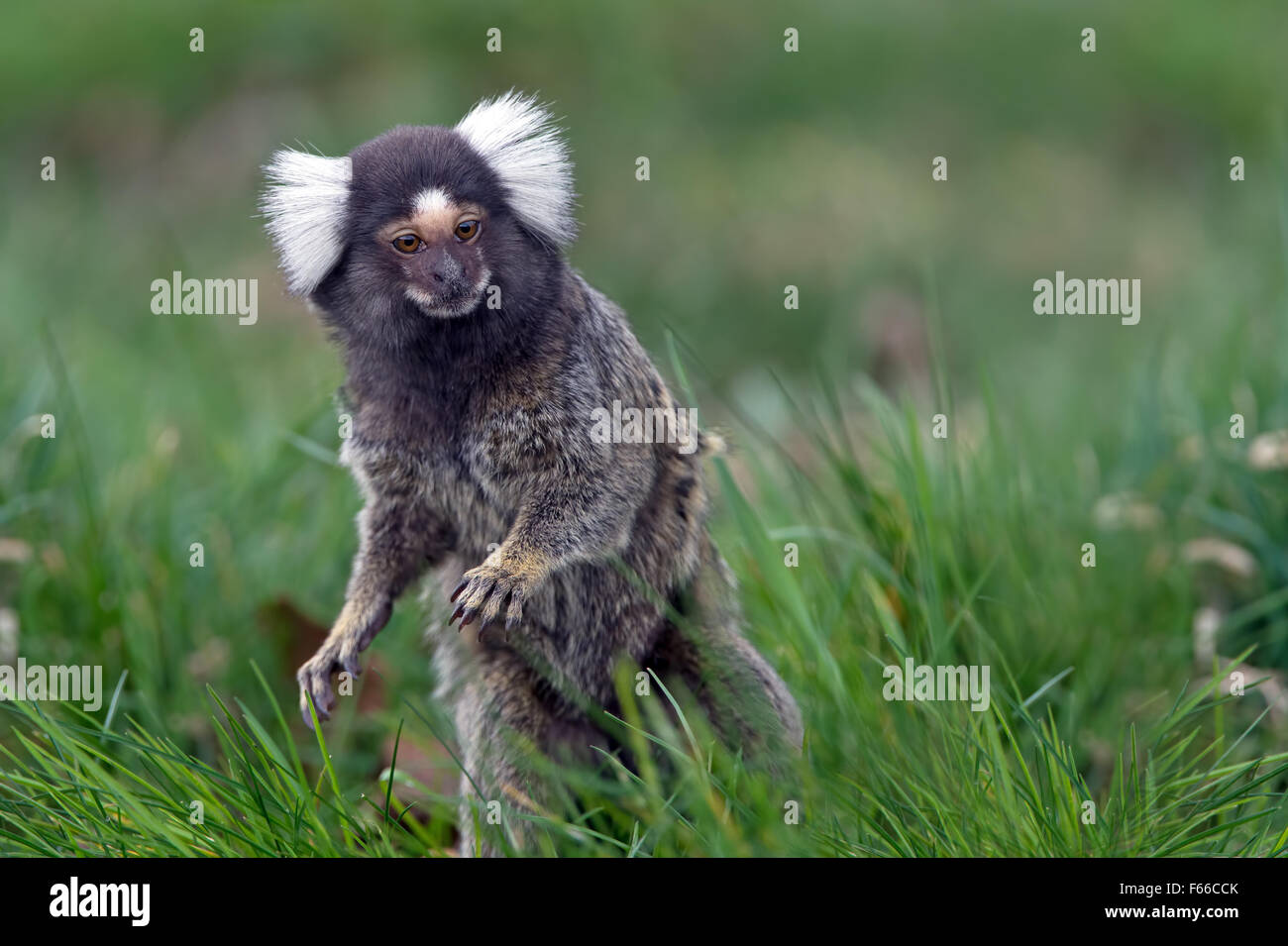 Marmoset (Callithrix Jacchus) Stockfoto