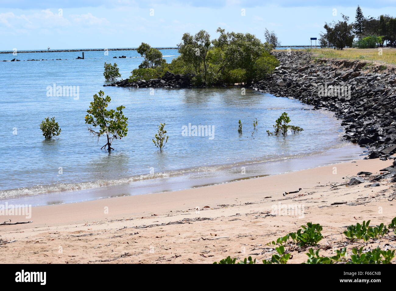 Mangroven wachsen im Wasser bei Bundaberg, Queensland, Australien Stockfoto