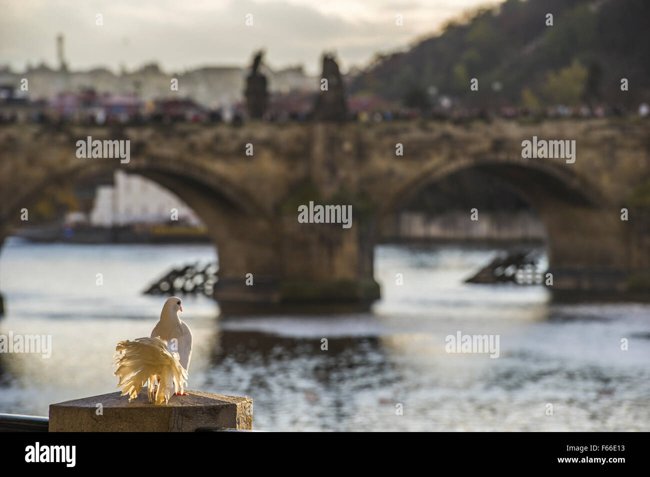 Pfauentaube Taube im Sonnenlicht mit Karlsbrücke in Prag im Hintergrund Stockfoto