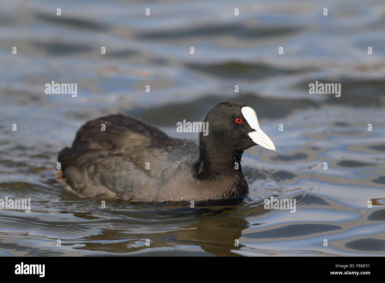 Eurasische oder gemeinsame Blässhuhn (Fulica Atra) in Japan Stockfoto