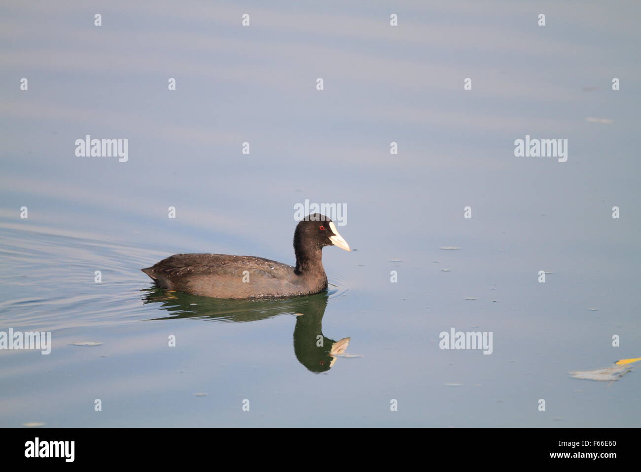 Eurasische oder gemeinsame Blässhuhn (Fulica Atra) in Japan Stockfoto