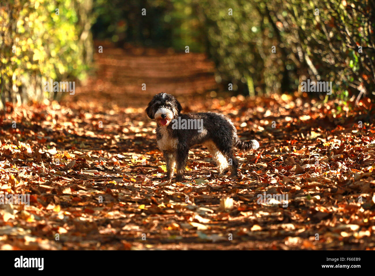 Das Wetter. . Peterborough, UK. . 12.11.2015 verlässt Cookie der Cockerpoo Hund genießen die Sonne und Herbst in Peterborough, Cambridgeshire, bevor das stürmische Wetter ist voraussichtlich in den nächsten Tagen eintreffen. © Paul Marriott Photography Stockfoto