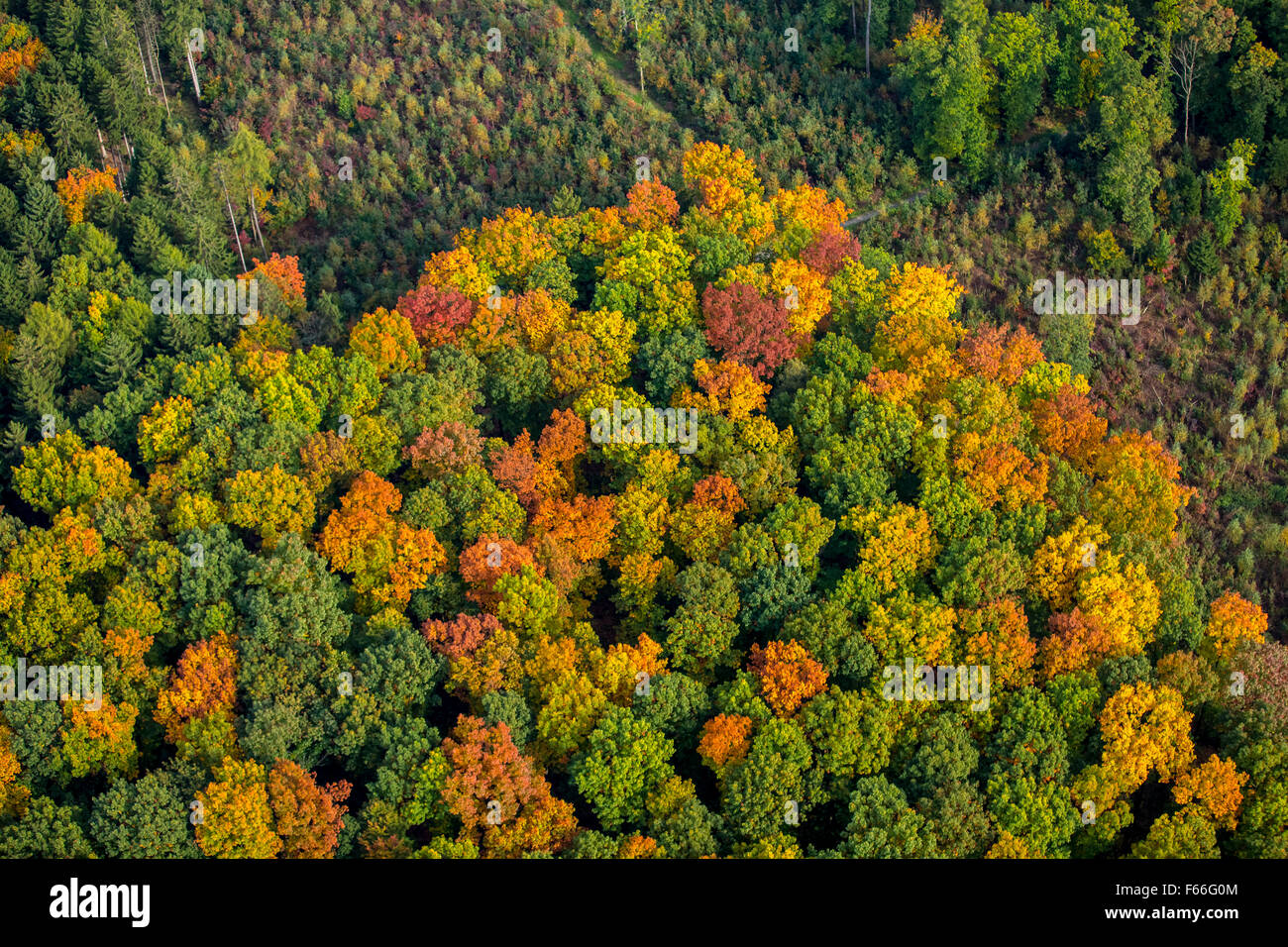 Herbstlaub, Herbstwald, bunten im Arnsberger Wald in Meschede, Meschede, Sauerland, Nordrhein-Westfalen, Stockfoto