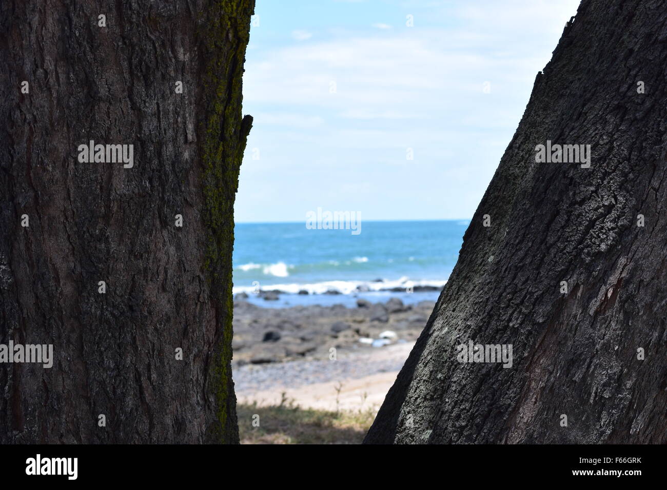 Dreharbeiten zum Strand durch einen Baumstamm bei Elliot Heads, in der Nähe von Bundaberg, Queensland Stockfoto