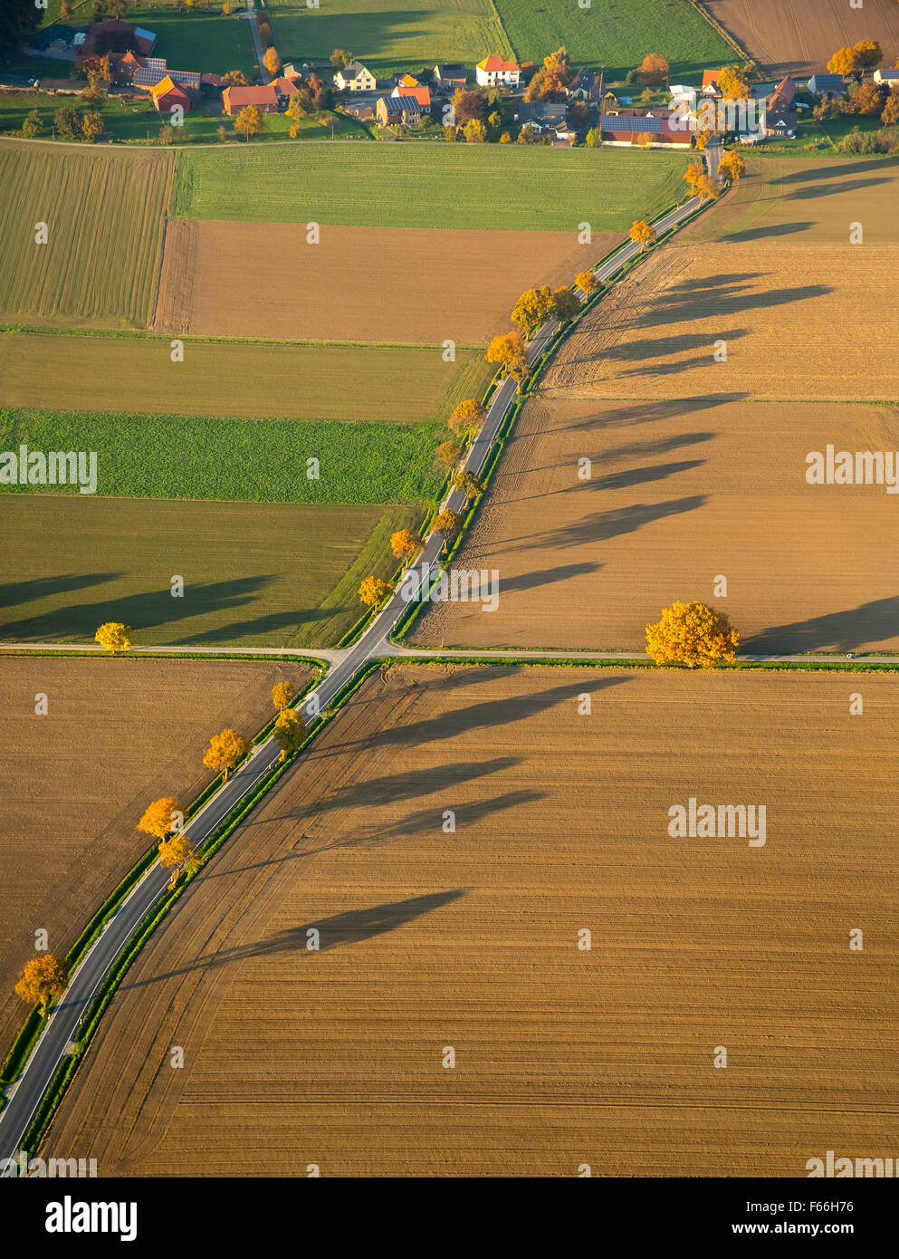 Straßenkreuzung in X-Form, Allee in X-Form, X, rechtwinklige Schnittpunkt, Laubbäume Herbstlaub, lange Schatten, Felder, Stockfoto