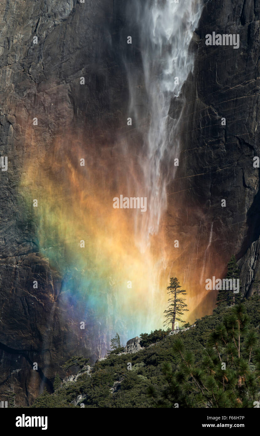 Upper Yosemite Falls mit Rainbow einsamer Baum Stockfoto