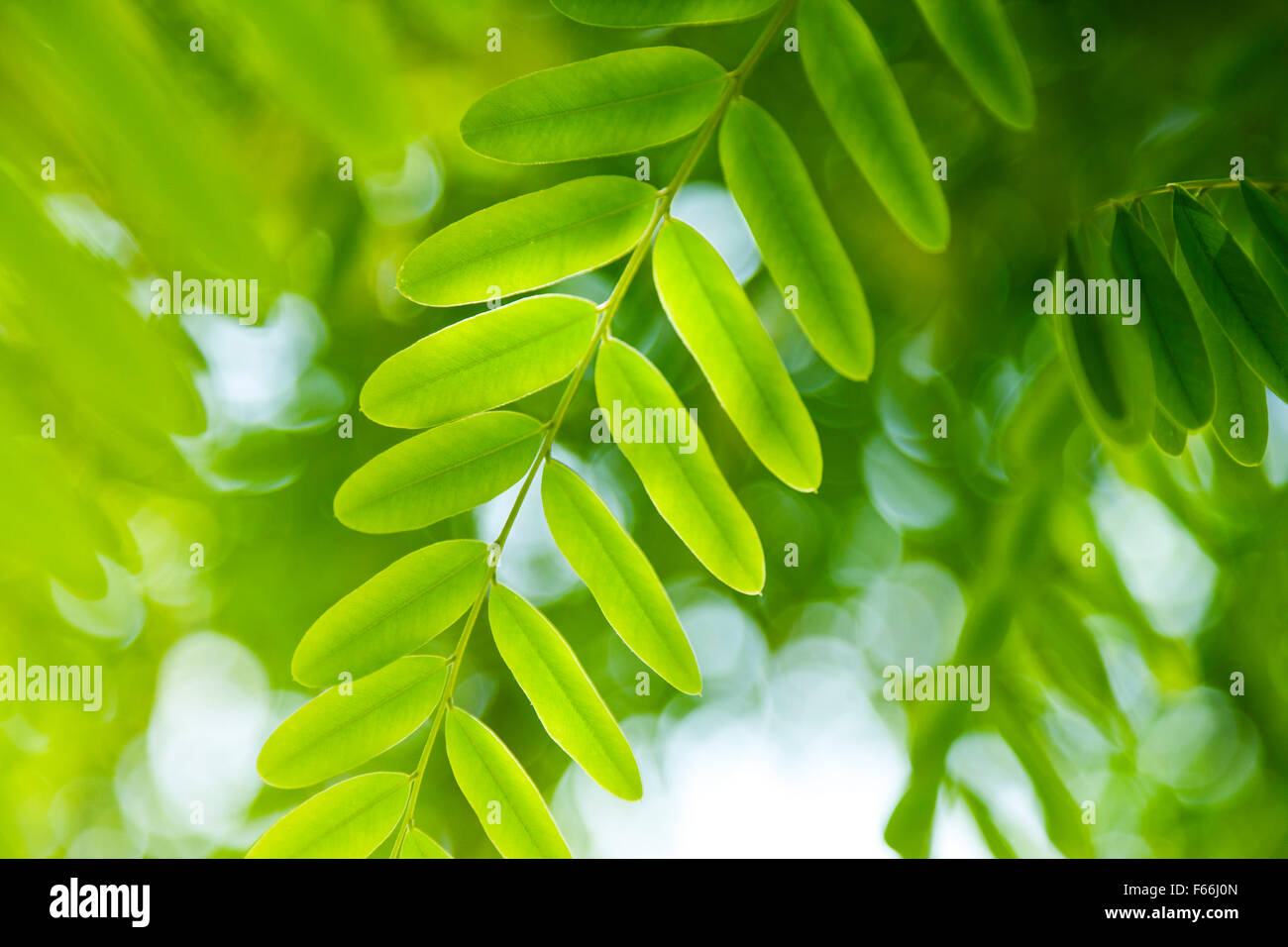 Grüne Blätter Sommer Hintergrund Stockfoto