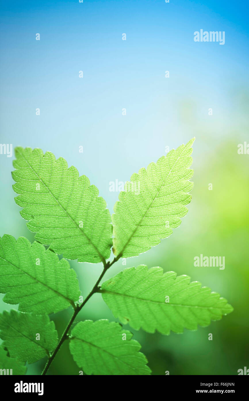 Grüne Blätter Sommer Hintergrund Stockfoto