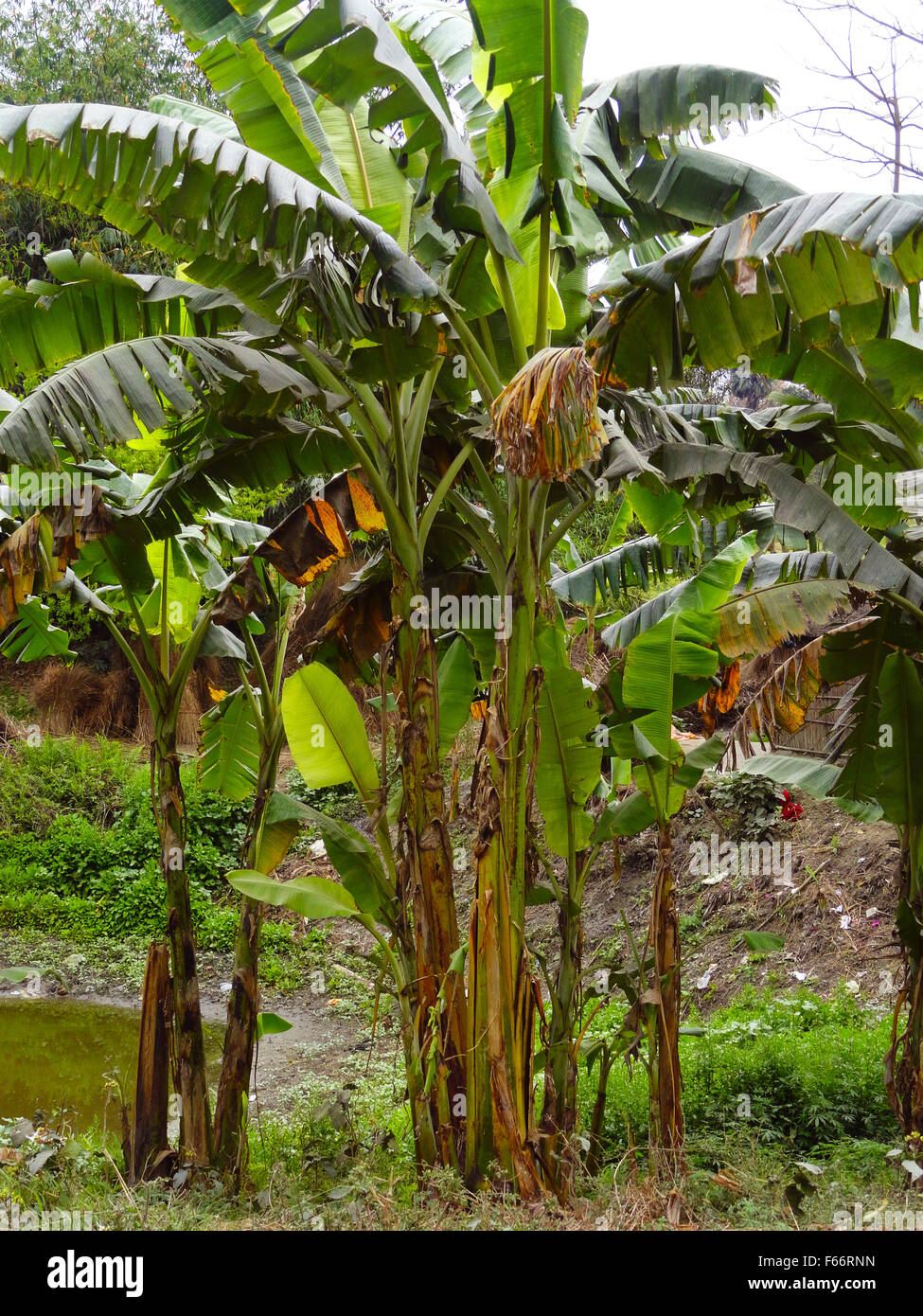 Banana tree with banana Fotos und Bildmaterial in hoher Auflösung Alamy