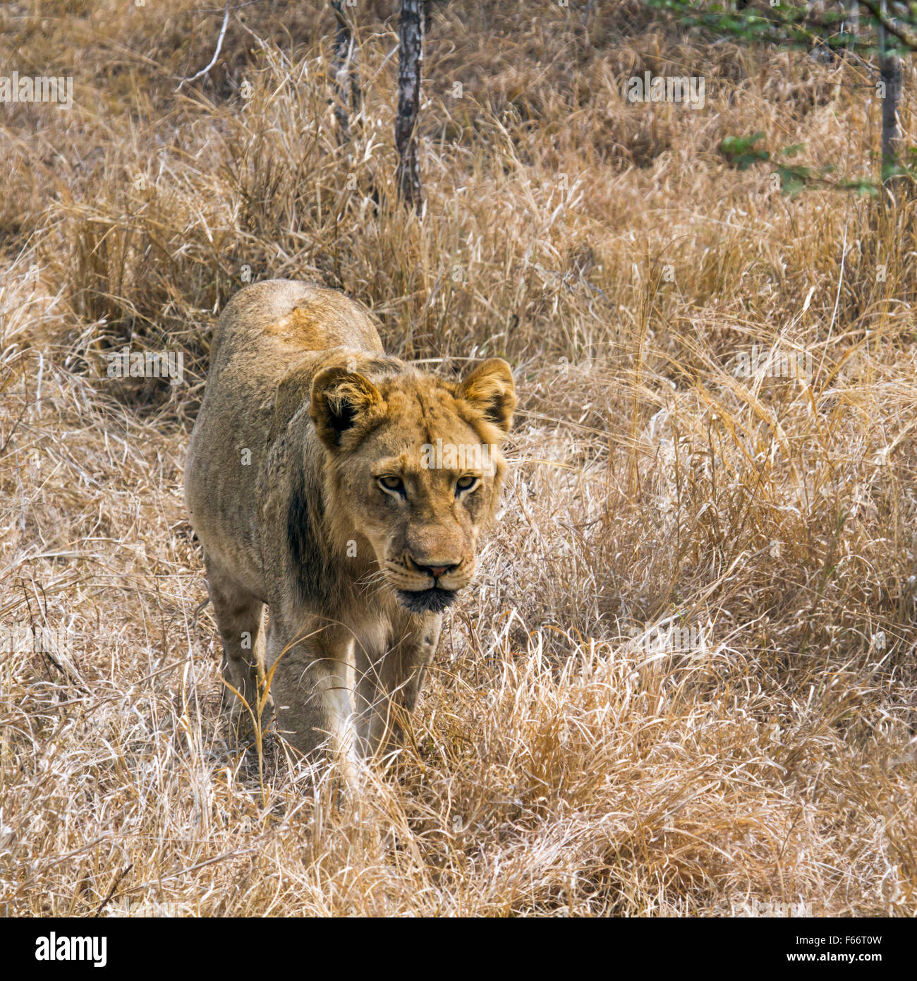 Löwe Panthera Leo Specie Familie felidae Stockfoto