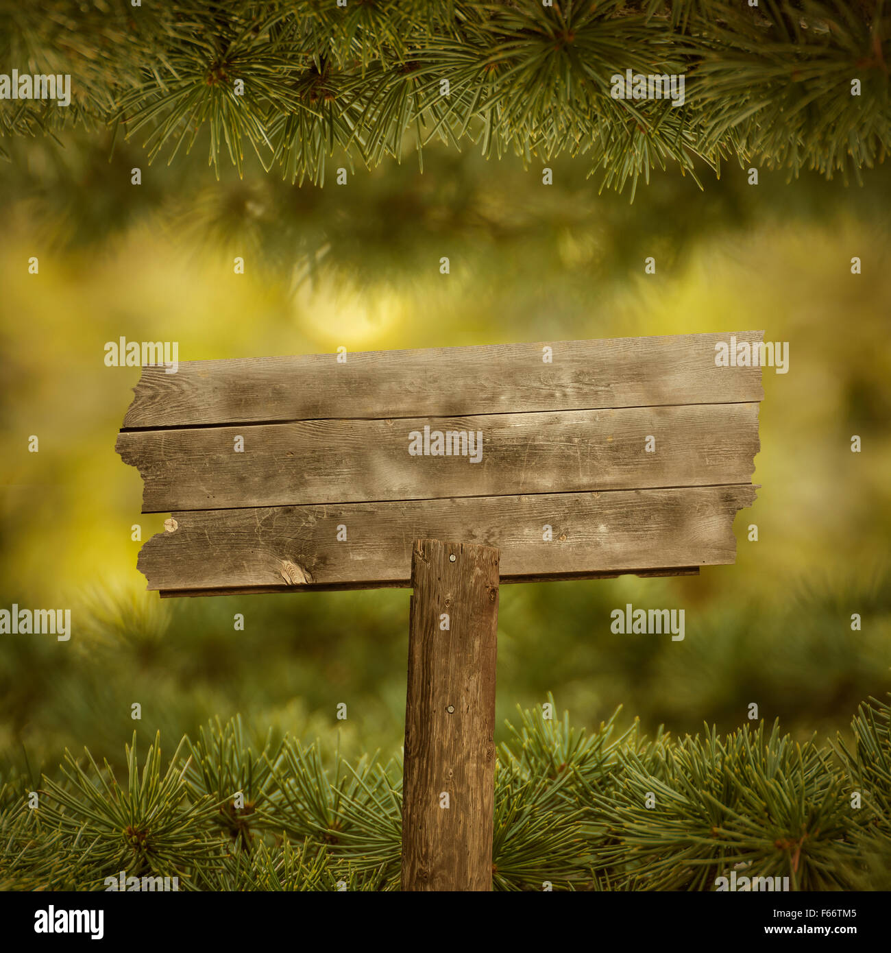 Leere verwitterten hölzernen Schild mit Pinie Stockfoto