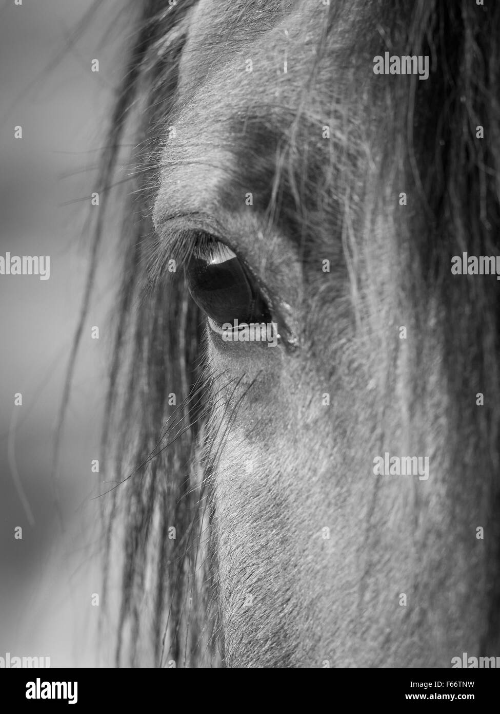 Sonnenuntergang im Auge des Pferdes Stockfoto
