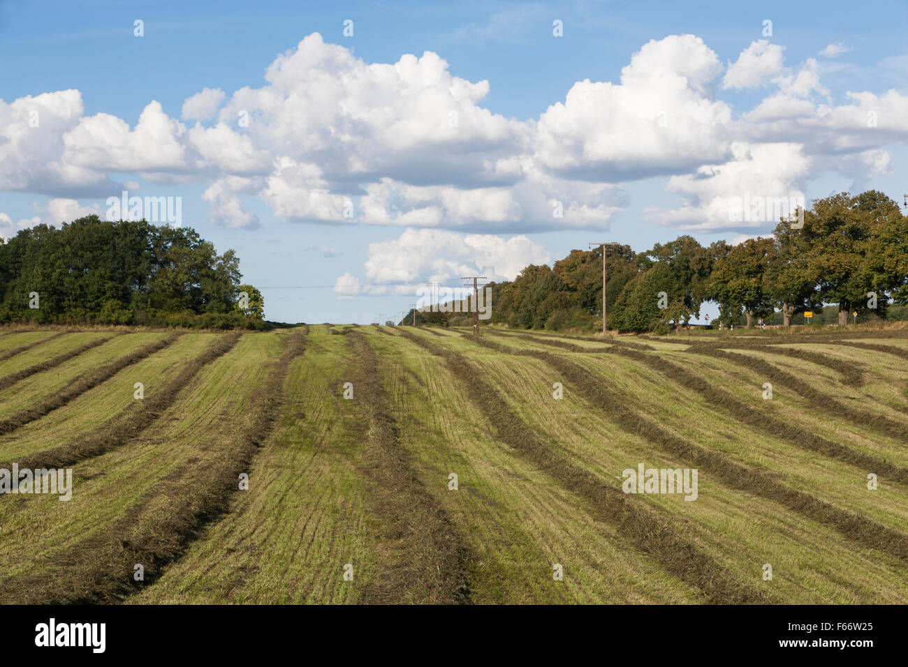 Heuernte, Wittenhagen, Feldberger Seenlandschaft, Landkreis Mecklenburgische Seenplatte, Mecklenburg-Vorpommern, Deutschland Stockfoto