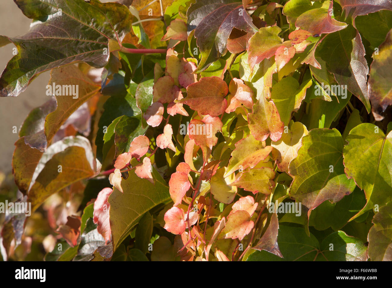 Efeu (Hedera Helix) im Herbst, Mecklenburg-Vorpommern, Deutschland Stockfoto