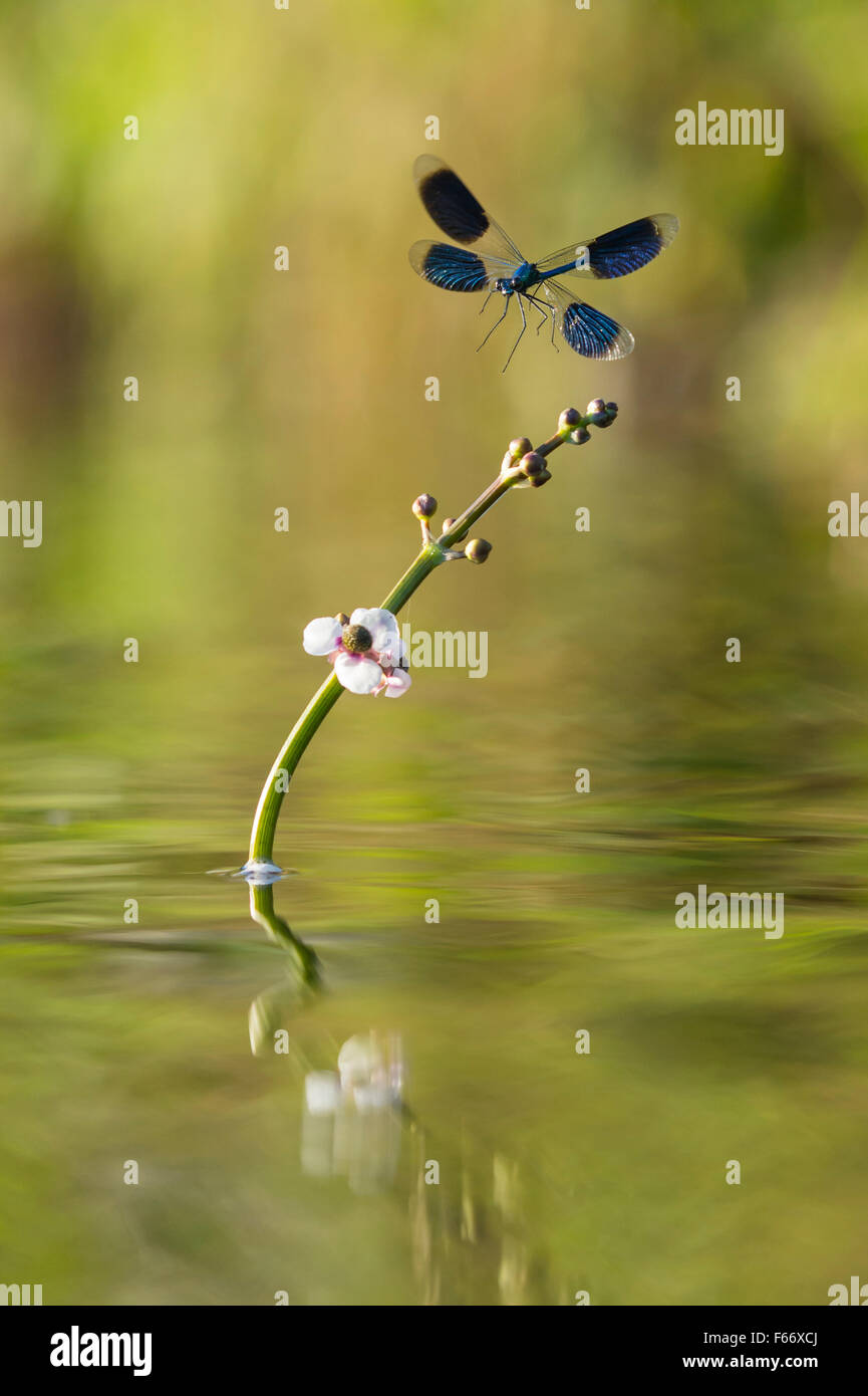 Gebänderten Prachtlibelle Calopteryx splendens Stockfoto