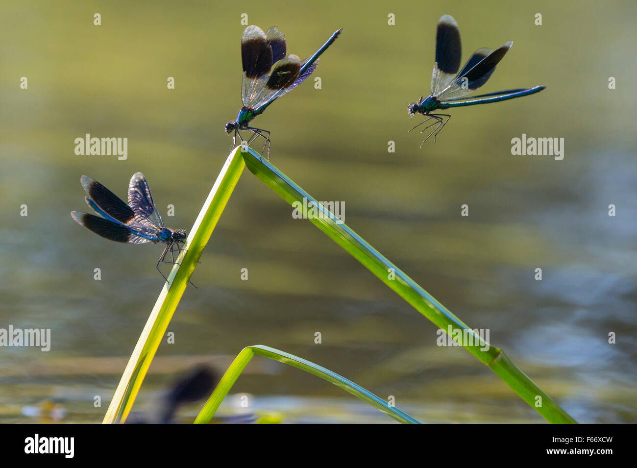 Gebänderten Prachtlibelle Calopteryx splendens Stockfoto