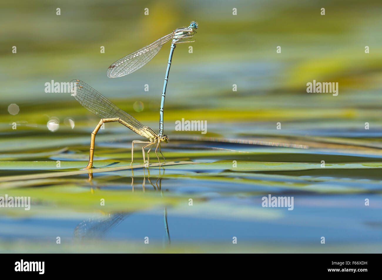 weiß-beinigen Libellen, Platycnemis Pennipes, Paarung Stockfoto
