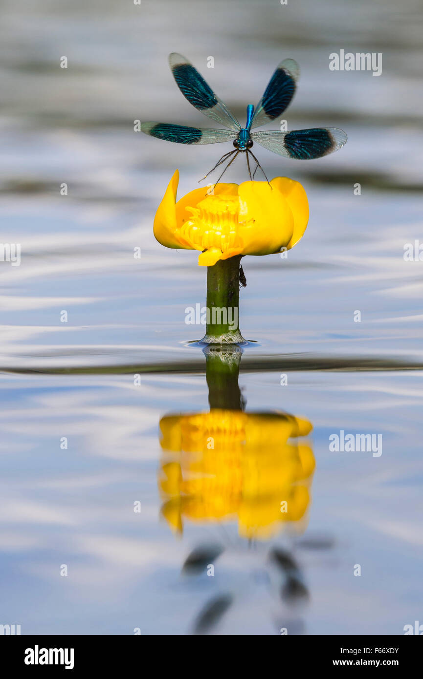 Gebänderten Prachtlibelle Calopteryx splendens Stockfoto