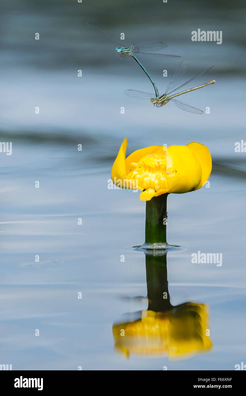 weiß-beinigen Libellen, Platycnemis Pennipes, Paarung Stockfoto